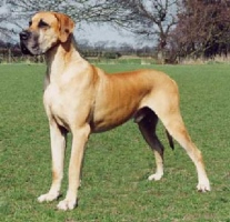 Scooby-Doo