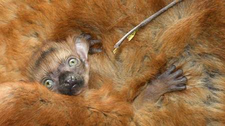 Gellar the Lemur