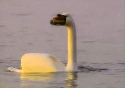 Captain Walker's swan periscope - Swans Crossing